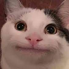 cat meme.jpeg